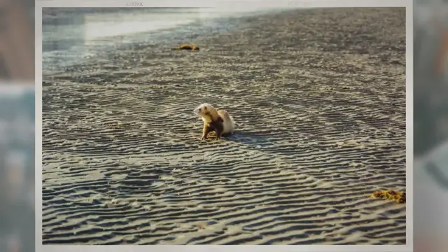 'Video thumbnail for Can Ferrets Swim? How Well Can They Do It?'