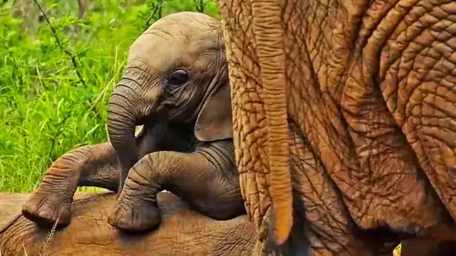 'Video thumbnail for Baby Elephant Rolls, Climbs and Stands on Top of Friend'