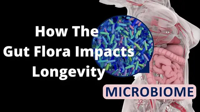 Video thumbnail for How the Gut Flora Impacts Lifespan