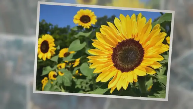 Video thumbnail for Bugs Eating Your Sunflower Leaves