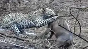 Video thumbnail for Leopard Kills Warthog & Lion Steals It!