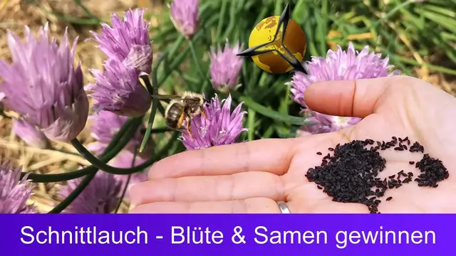 Video thumbnail for Schnittlauch: Blüte und Samen gewinnen