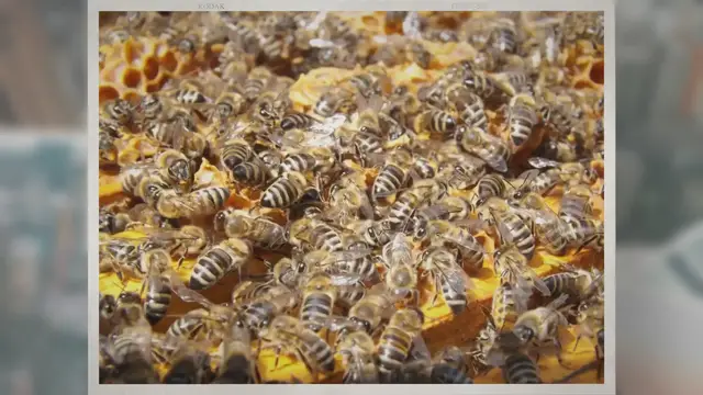 Video thumbnail for Do Honey Bees Hibernate During the Winter?