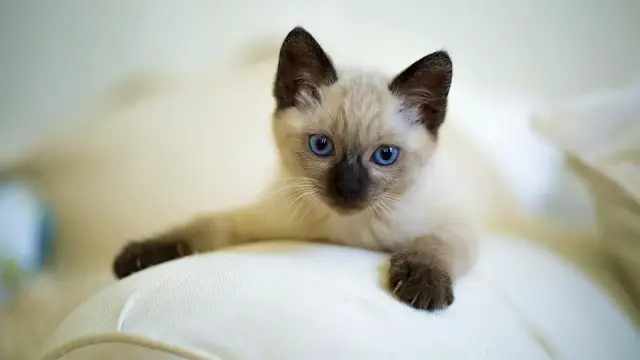 Video thumbnail for Kot syjamski – jedna z najstarszych ras. Poznaj bliżej syjama! Opis wyglądu i charakteru