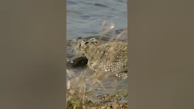 Video thumbnail for Mugger Crocodile in Lake #shorts