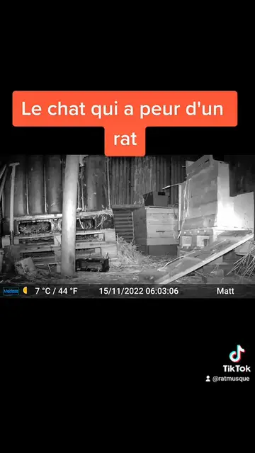 Video thumbnail for Le chat qui a peur d'un rat