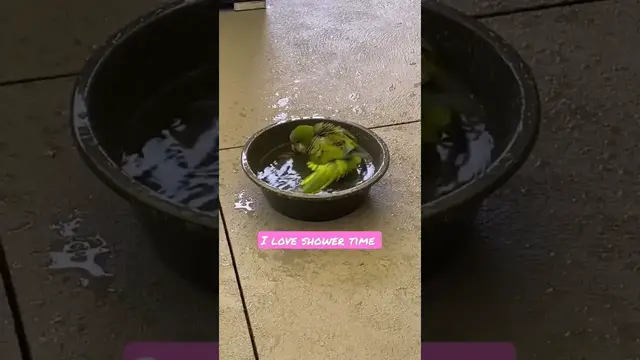 Video thumbnail for Quaker parrot get shower