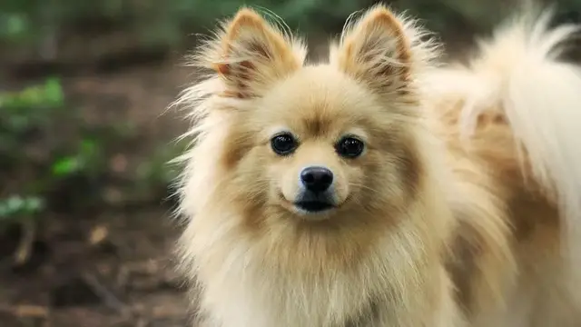 Video thumbnail for Psy miniaturki – poznaj miniaturowe i małe rasy psów! Wybierz czworonoga dla siebie