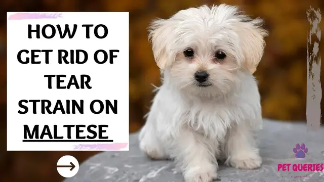 Video thumbnail for How to get rid of tear stain on Maltese?