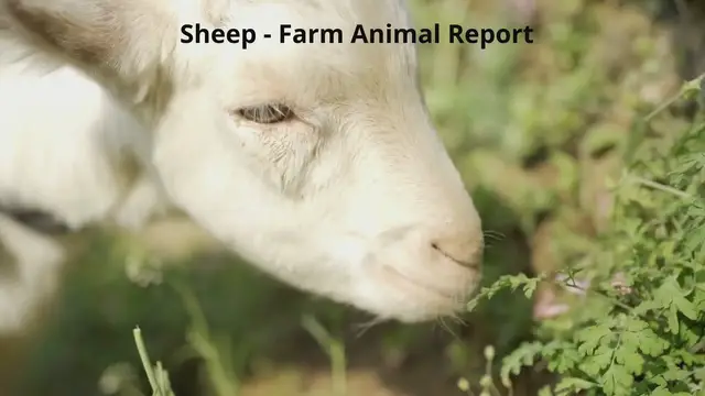 Video thumbnail for Sheep - farm Animals