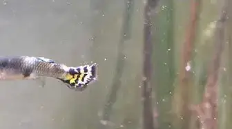 Video thumbnail for Guppy Diseases: Columnaris