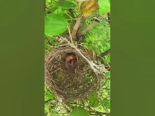 Video thumbnail for Top Bay Bird Wait Feed EP#007 #birdslover #birdwatch #wildlife #birdwatching #nature #birds