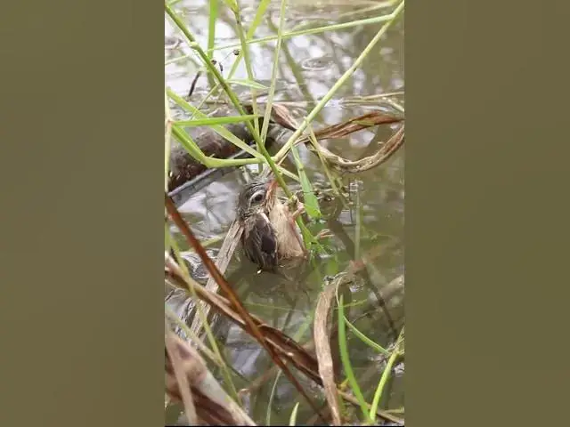 Video thumbnail for Bay Bird Try Fly EP#049 #birdslover #birdwatch #wildlife #birdwatching #nature #birds  #bulbulnest