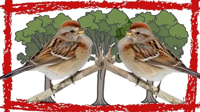 Video thumbnail for 5 Minutes American Tree Sparrow Call/Sound/Song