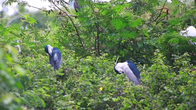 Video thumbnail for Wild bird a lot stay on nest