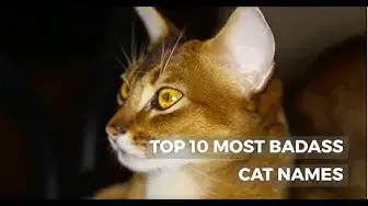 'Video thumbnail for TOP 10 MOST BADASS CAT NAMES'
