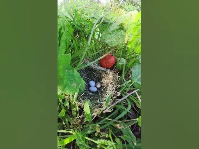 Video thumbnail for Egg Yellow Bird Growth  #babybird #birdslover #egg #birdsounds #cute #quail #chicken #birdlife