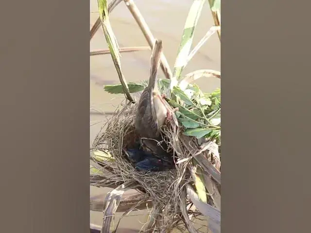 Video thumbnail for Bird  Short Feedigs AV birds #nature #shortvideo #viralvideo #birds #farming #wildlife