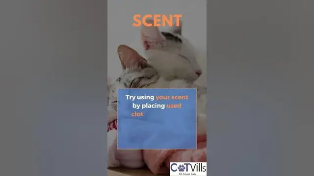 'Video thumbnail for How To Encourage Your Cat To Sleep In His Bed #shorts'