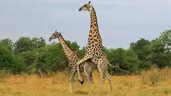 Video thumbnail for Giraffe Tries Hard to Mate With Female