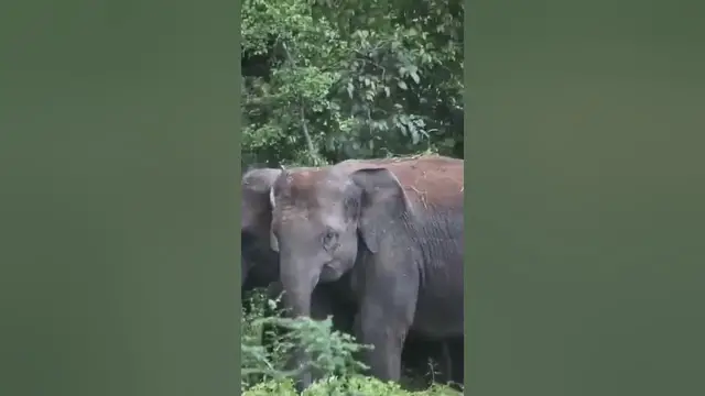 Video thumbnail for Herd of elephants protecting their calves #shorts