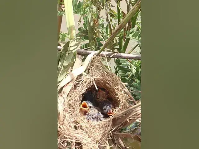 Video thumbnail for All Widl Bird Cries Eat Vira#001  #nesting  #BirdBehavior #BirdWatch #NatureLovers #Wildlife #Birds