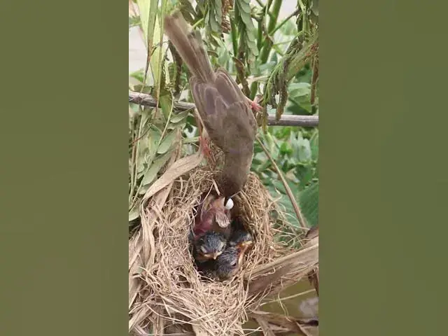 Video thumbnail for All Widl Bird Cries Eat Vira#003 #Nesting #BirdBehavior #BirdWatch #NatureLovers #Wildlife #Birds  #