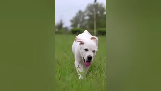 Video thumbnail for Which Color Labrador is the Smartest?