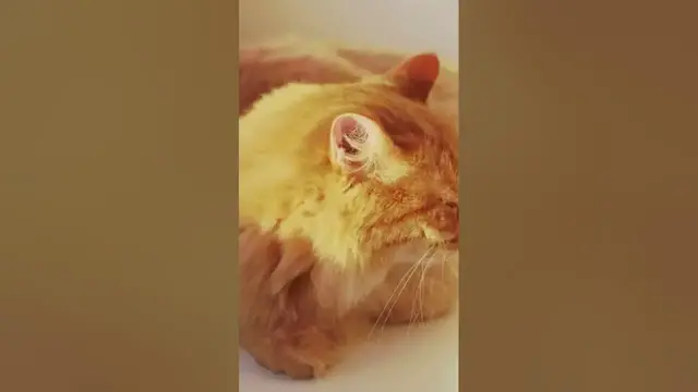 Video thumbnail for Are ginger cats cuddly? #gingercat #tabbycat #cat