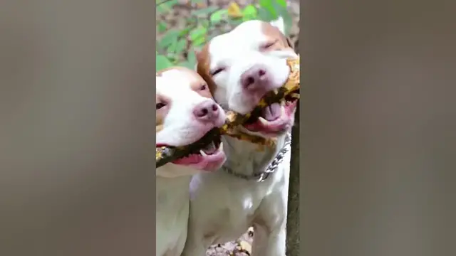 Video thumbnail for Pit Bull Terriers #shorts