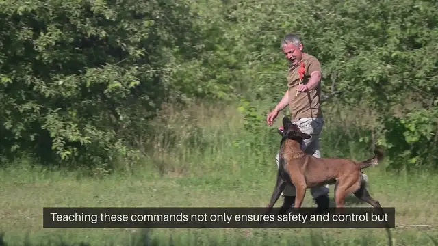 Video thumbnail for Dog Obedience Commands