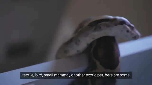 Video thumbnail for Exotic Pet Care Tips