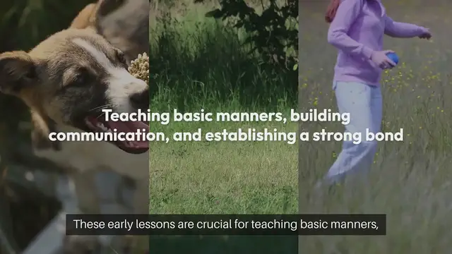 Video thumbnail for Puppy Obedience Tips