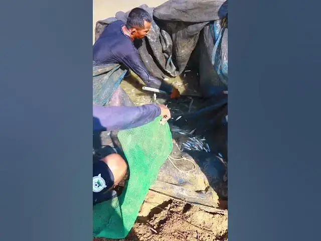 Video thumbnail for A lot of fish catch it #waycatchfish #fishcatch #alotfish #viralfish #fishlake