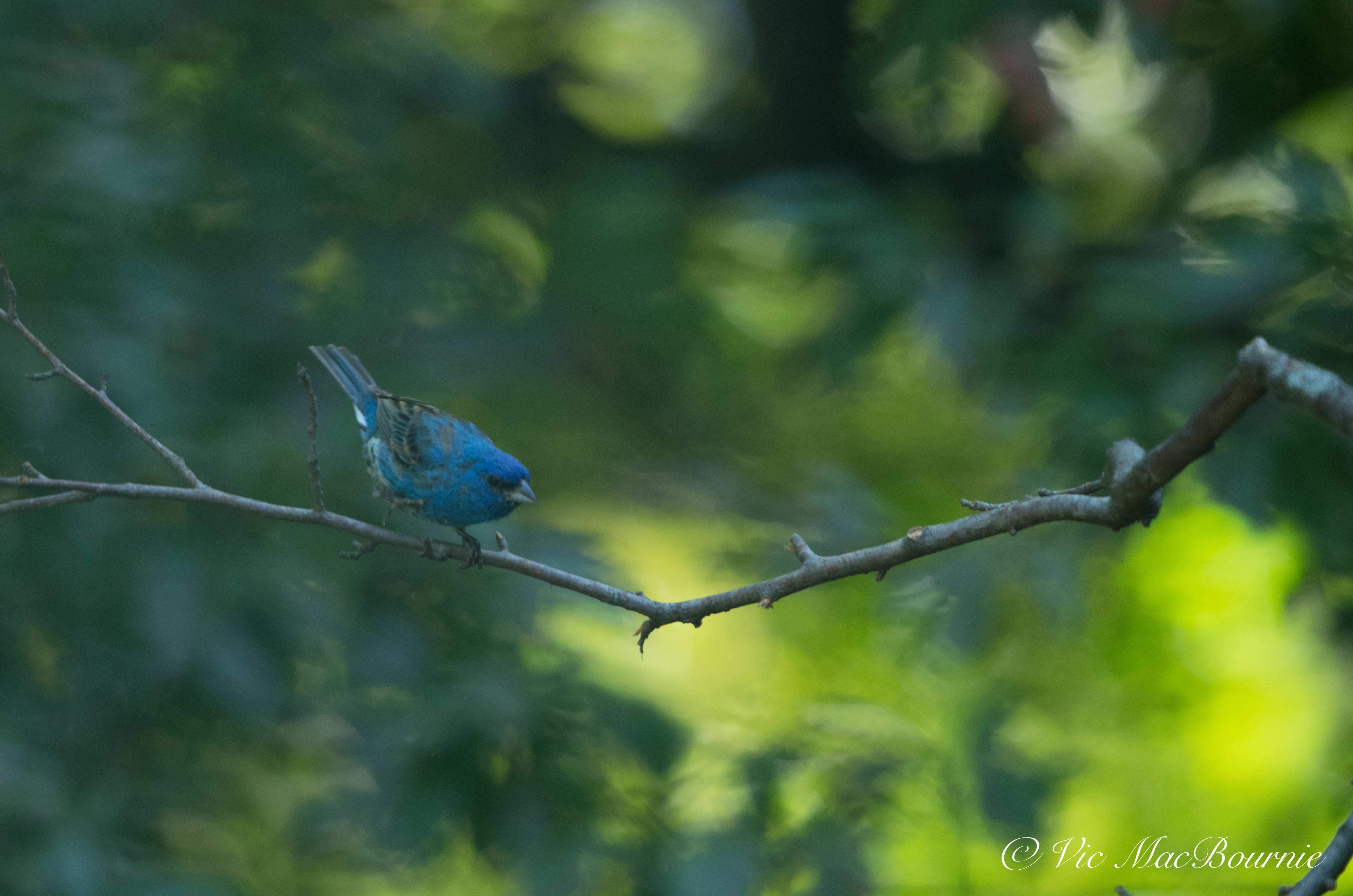 'Video thumbnail for How to attract indigo buntings and other insect eating birds'