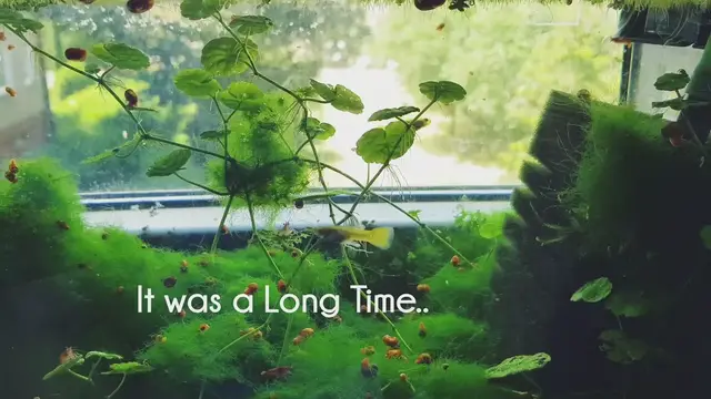 Video thumbnail for Nano Planted tank