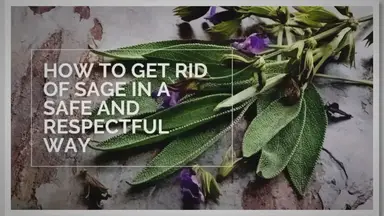 'Video thumbnail for How to Get Rid of Sage in a Safe and Respectful Way'