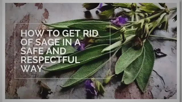 'Video thumbnail for How to Get Rid of Sage in a Safe and Respectful Way'