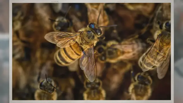 Video thumbnail for Why Are Bee Populations Dying Out Worldwide?