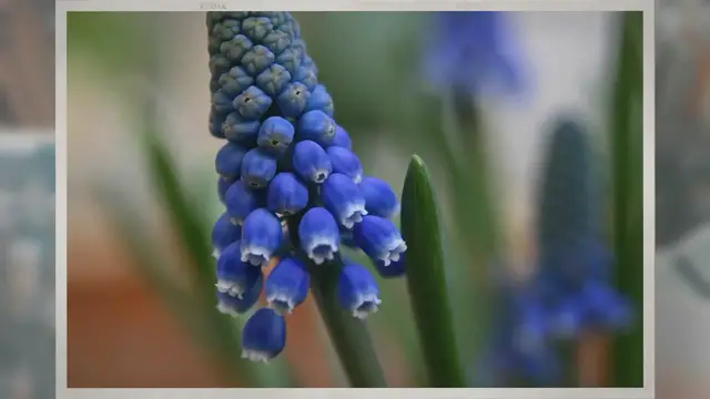 Video thumbnail for Are Grapes a Type of Berry?