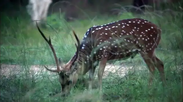 Video thumbnail for Spotted deer mating call