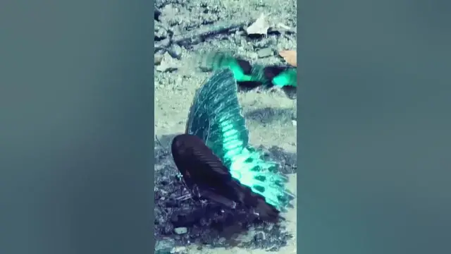 'Video thumbnail for Beautiful butterfly Blue Mormon #shorts'