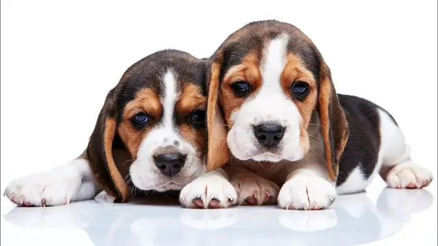 Video thumbnail for 245 Great Ideas For Naming Your Beagle