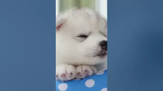 Video thumbnail for Are Husky puppies difficult? #shorts