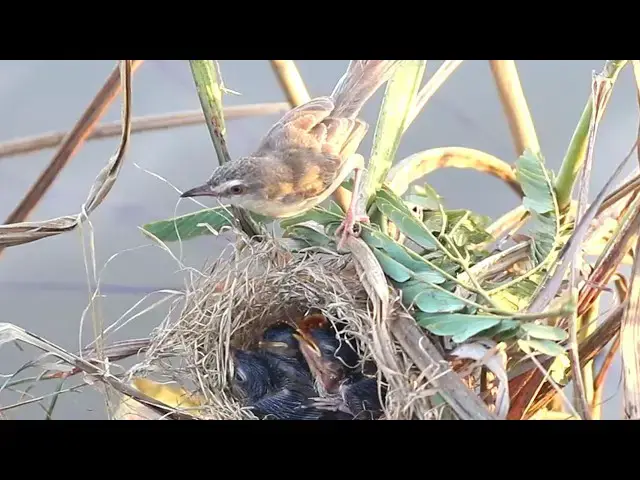 Video thumbnail for Feeding Frenzy: Wild Bird Delivers Grasshopper to Nesting Youngsters
