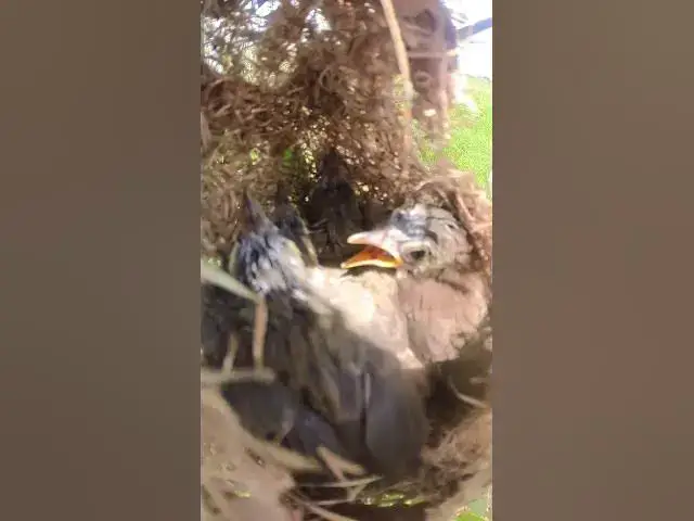 Video thumbnail for Wow Babies Wild Bird #shorts #birds #birdwatch #topbird #birdeat #babiesbirdlife #birdbaby