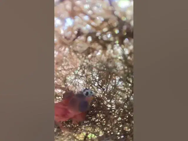 Video thumbnail for bird hatching out of egg   #nature #birdslover #babybird #egg #birdsounds #cute #quail #chicken