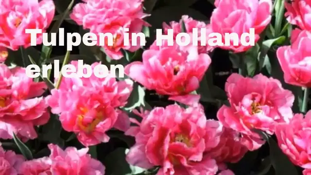 Video thumbnail for Tulpen in Holland erleben