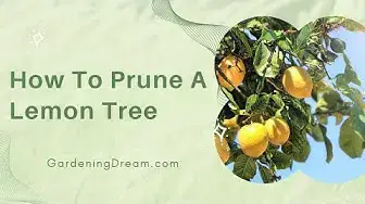 Video thumbnail for How To Prune A Lemon Tree