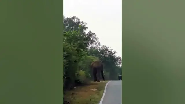 Video thumbnail for Bull Elephant /Tusker block the road for motor cycles  #shorts